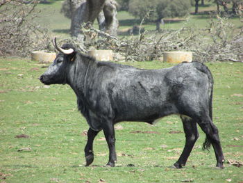 Horse standing in a field
