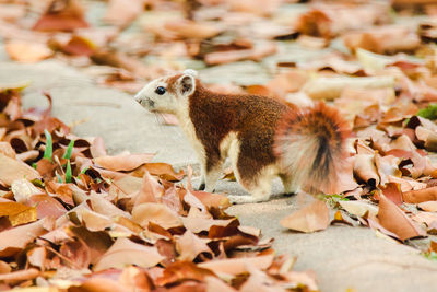 Close-up of squirrel on leaves during autumn