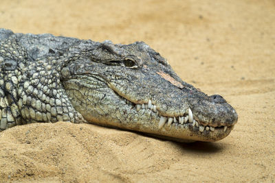 Close-up of lizard on rock