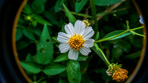 Ketul flower, white flower with circle frame
