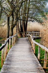 Narrow footbridge along trees in park