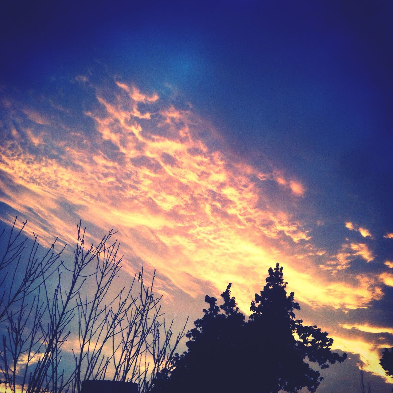 sunset, silhouette, sky, tranquility, beauty in nature, scenics, tree, tranquil scene, low angle view, nature, orange color, cloud - sky, idyllic, blue, cloud, dramatic sky, growth, majestic, outdoors, no people