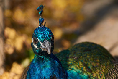 Close up portrait of a pavo cristatus, indian peafowl