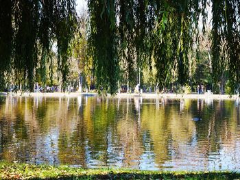 Reflection of trees in lake