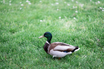 Duck on a field