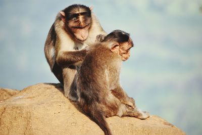 Monkey sitting on rock