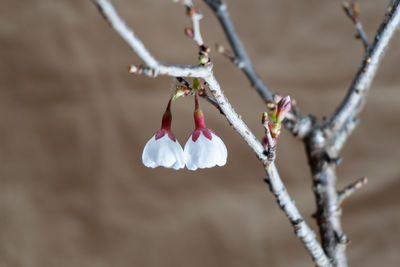 Cherry blossom bonsai