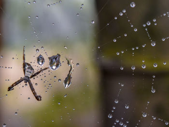 Close-up of wet spider web on rainy day