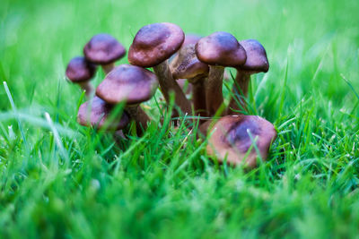 Close-up of mushrooms growing on grass