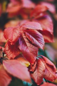 Close-up of red flowering plant