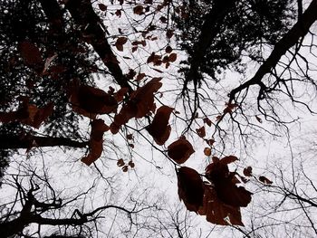 Low angle view of butterfly on tree against sky