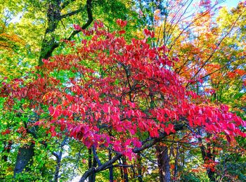 Pink flower tree