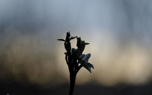 Close-up of silhouette plant against sky at sunset