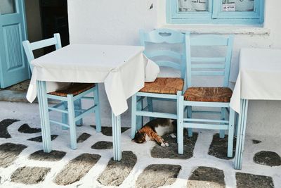 View of a dog sitting on chair