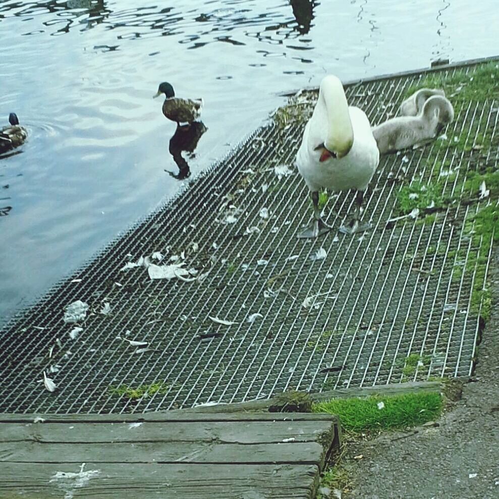 bird, animal themes, water, animals in the wild, wildlife, lake, high angle view, duck, swan, perching, reflection, day, seagull, outdoors, pier, nature, medium group of animals, no people, water bird