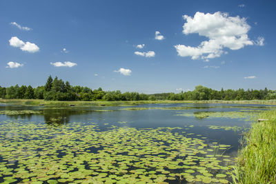 Leaves of a lotus flower in a lake, forest on the horizon and white clouds on a blue sky