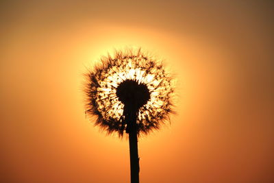 Close-up of dandelion flower