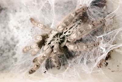 High angle view of spider on plant