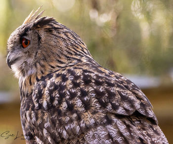 Close-up of eagle