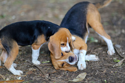 High angle view of two dogs on field