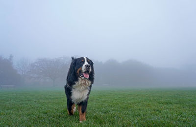 Bernese mountain dog in the park on foggy day