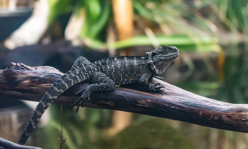 Close-up of lizard on wood