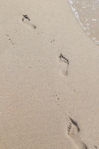 High angle view of bird on sand