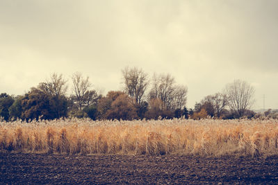 Scenic view of field against cloudy sky