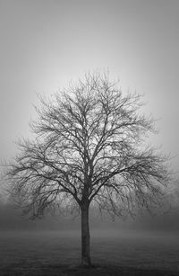 Bare tree against clear sky
