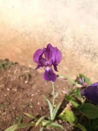 Close-up of purple crocus flower on field