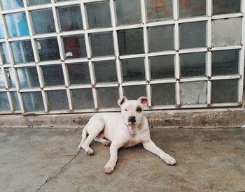 High angle portrait of dog on floor against wall