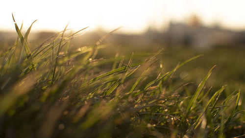 Close-up of crops growing on field against sky