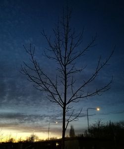 Silhouette bare tree against sky at night