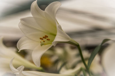 Close-up of white day lily blooming outdoors
