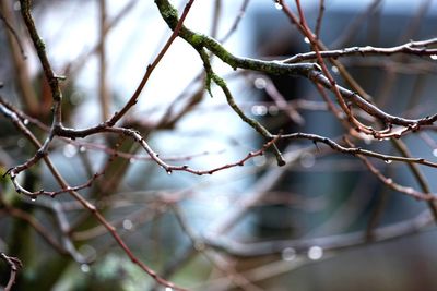 Close-up of chainlink fence