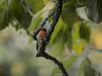 branch