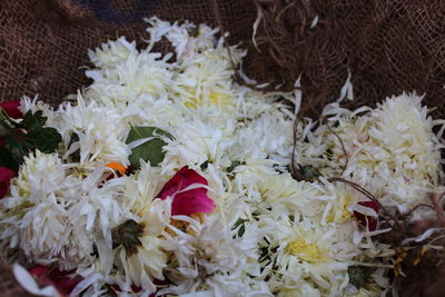 Close-up of flowers