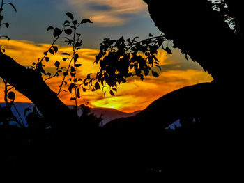 Close-up of silhouette plant against orange sky