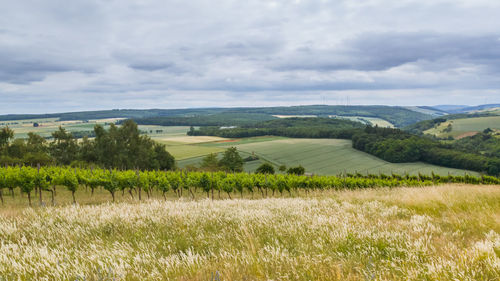 Scenic view of agricultural field against sky