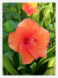 Close-up of red flower