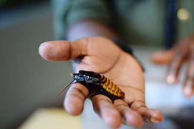 Close-up of hand holding butterfly