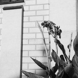 Close-up of plant against wall