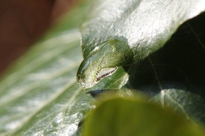 Close-up of snake