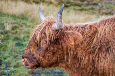 Close-up of a horse on field