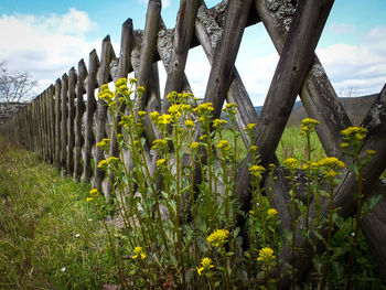 Plants growing on field against sky