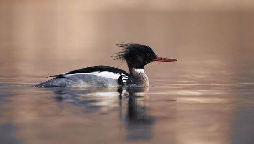 Close-up of duck swimming in lake