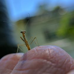 Close-up of insect on man