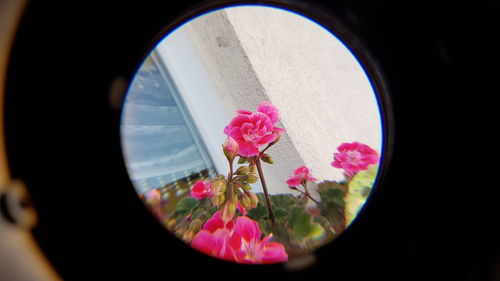 Close-up of pink flowering plant