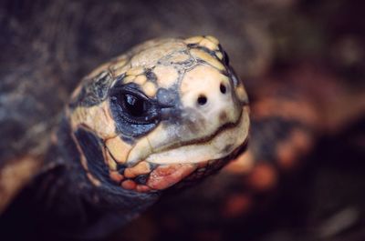 Close-up portrait of a lizard