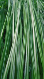 Full frame shot of green leaf